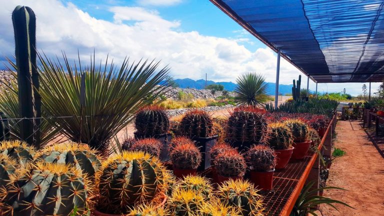 Jardín botánico Chirau Mita La Rioja - Turismo en La Rioja - Turismo
